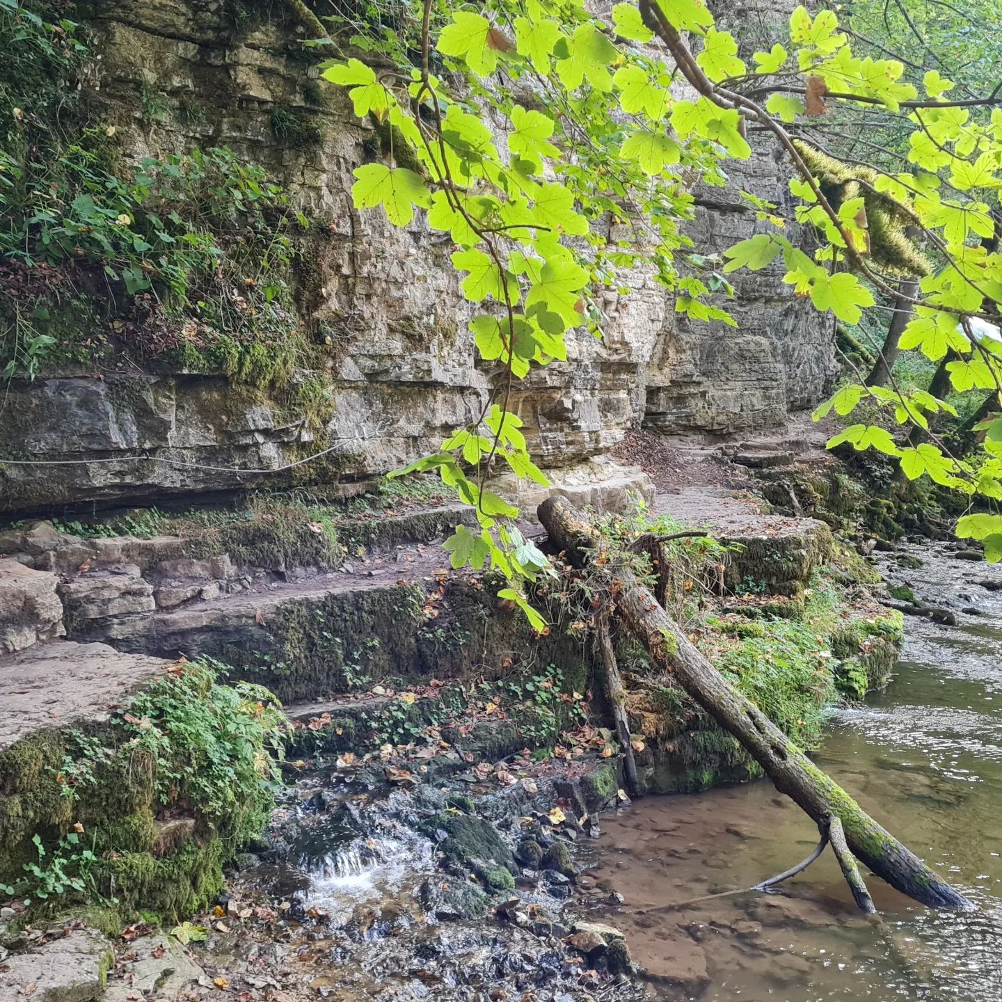 Der schön anstrengende und streckenweise spektakuläre Weg durch die Steilwände der Wutachschlucht war das Highlight der 3. Etappe von der Schattenmühle zur Wutachmühle.
🎒🥾
#wutach #wutachschlucht #schluchtensteig #schattenmühle #wutachmühle #querwegfreiburgkonstanz #schwarzwald #südschwarzwald #naturparksüdschwarzwald
🎒🥾
#AktionSchrittmacher #rheuma #risikogruppe #seltensindviele #selten #vaskulitis #selteneerkrankung #weitwandern #fernwanderwege1 #e1 #wandern #fernwandern